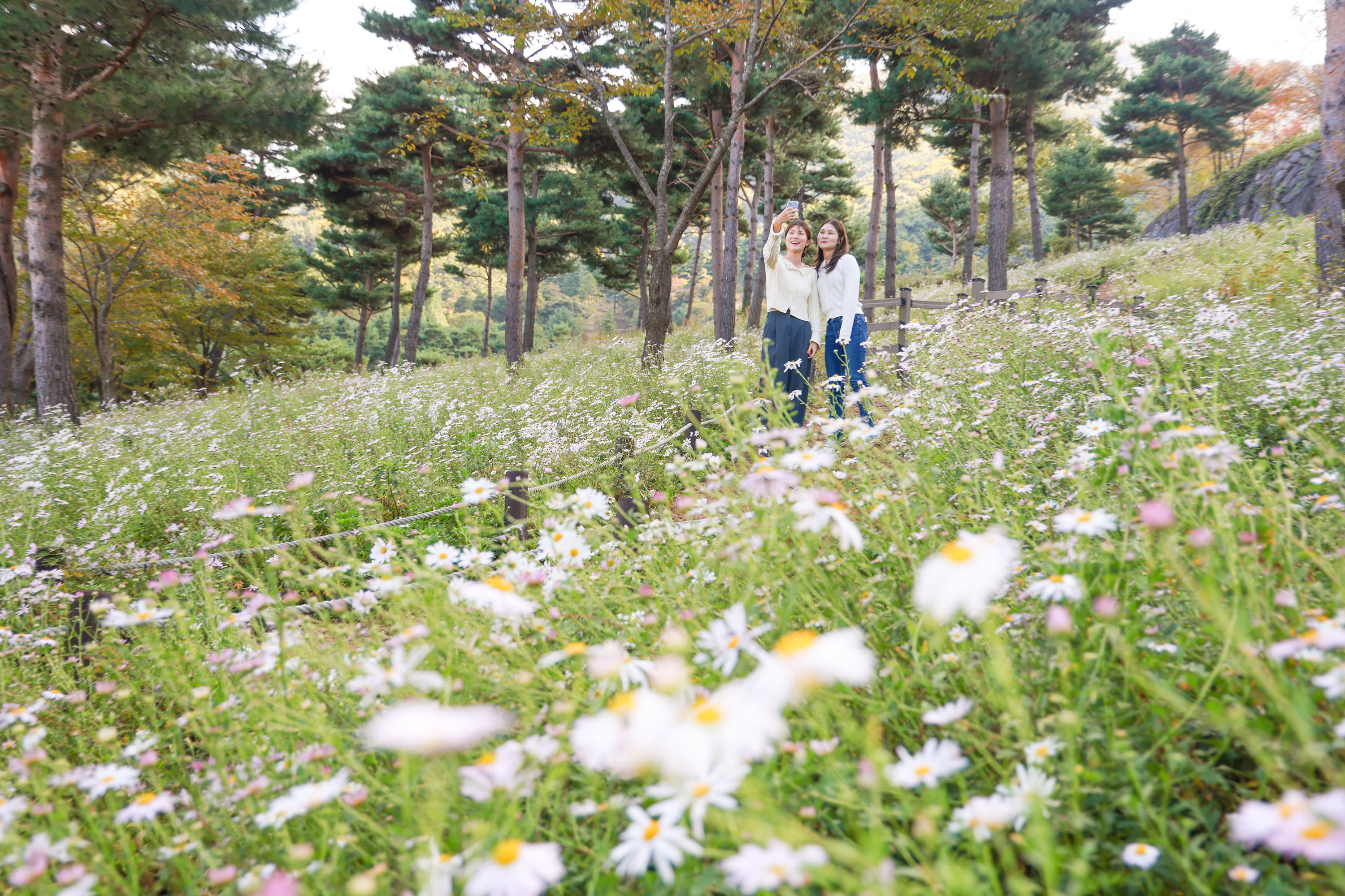 산청 동의보감촌은 지금 ‘하얀 구절초 세상’ 1