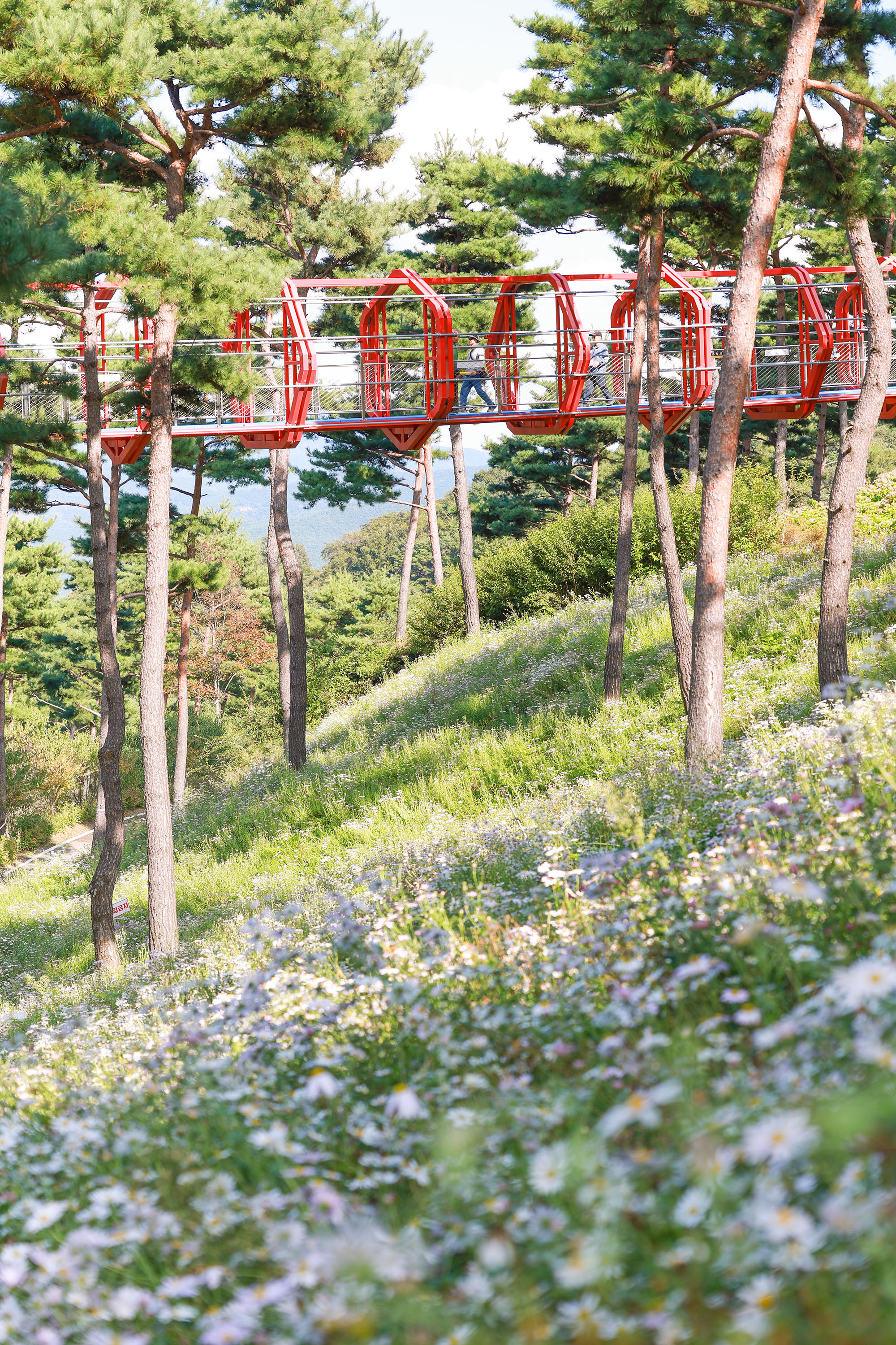 산청 동의보감촌은 지금 ‘하얀 구절초 세상’ 3