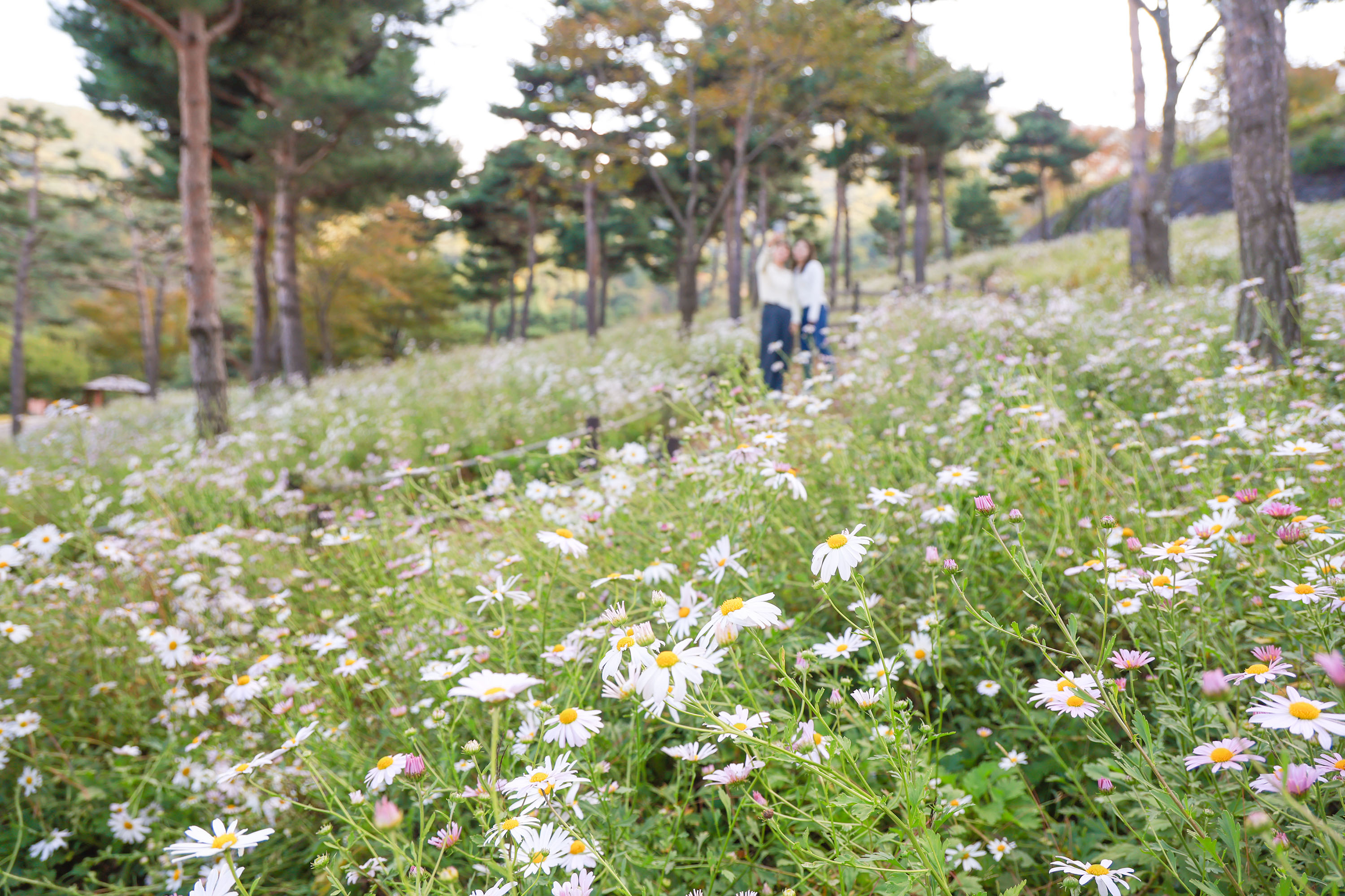 산청 동의보감촌은 지금 ‘하얀 구절초 세상’ 5