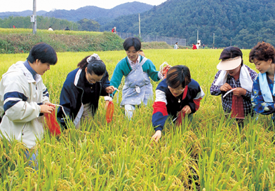 イナゴ狩り大会