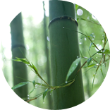 Bamboo image